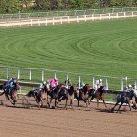 horse pace sport